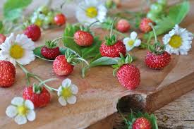 Alexandria – Alpine Strawberry Seeds