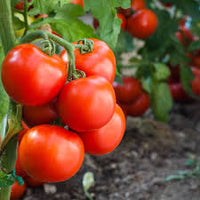 Tomato- Australian Red