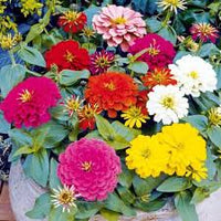 Zinnia- Lilliput Mix