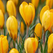 Crocus Yellow Bulb