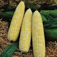 Xtra-Tender 20173 – Corn Seed