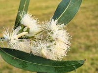 Eucalyptus Tereticornis Tree Seeds