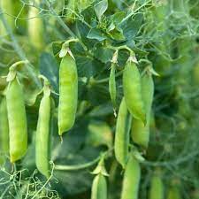 Peas Vegetable Seeds