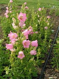 Champion Pink – Campanula Seed