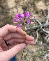 Allium- Tapertip Onion (Bulb)