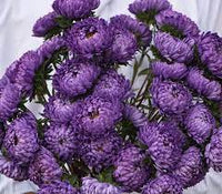 Tower Blue – China Aster Seed