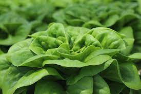 Lettuce Butter Crunch Organic Vegetable Seeds