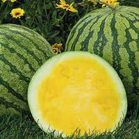 Amarillo – Watermelon Seed