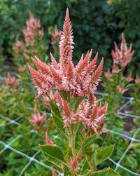 Celway? Terracotta – Film-Coated Celosia Seed