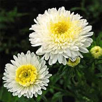 Aster- Standy Creamy White