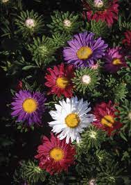 Aster- Tall China Mix