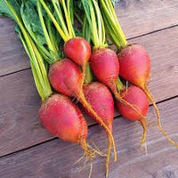 Touchstone Gold – Organic Golden Beet Seeds