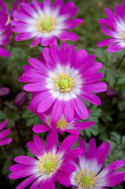 Violet Star Grecian Windflowers Seeds