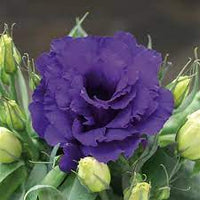 Echo Blue – Lisianthus Seed