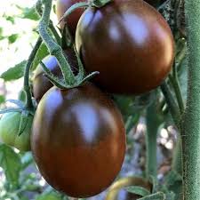 Black Prince – Organic Tomato Seed