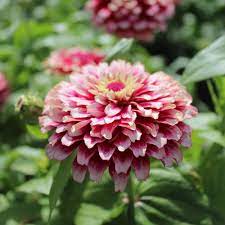 Zinnia- Mazurkia