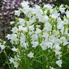 Champion White – Campanula Seed