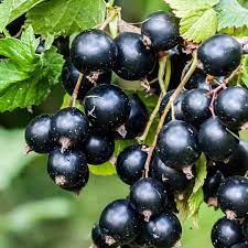 Black Currant