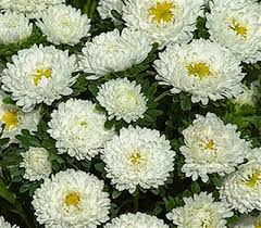 Bonita White – Film-Coated China Aster Seed