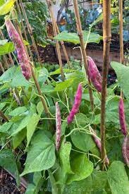 Borlotti Bean- Inferno