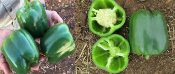 Autry – Bell Pepper Seed