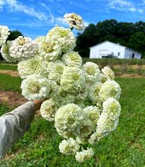 Zinnia- Oklahoma White