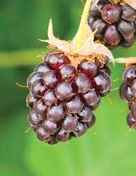 Boysenberry (Cane)