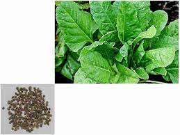 Spinach Kantewali Vegetable Seeds