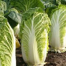 Cabbage, Chinese- Michihili