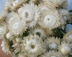 Vintage White – Organic Strawflower Seed