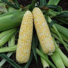 Xtra-Tender 20173 – Corn Seed