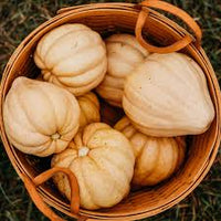 Winter Squash- Thelma Sanders 25g