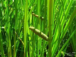 Aromatic Acorus Calamus Plant Seeds