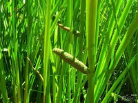 Aromatic Acorus Calamus Plant Seeds