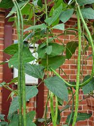 Climbing Snake Bean- Red Dragon