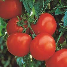 Tomato Marglobe Heirloom Vegetable Seeds