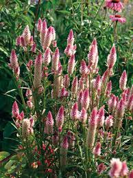 Flamingo Feather – Celosia Seed