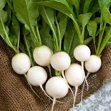 Radish White Round Organic Vegetable Seeds