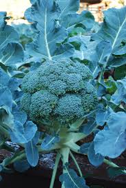 Blue Wind – Broccoli Seed