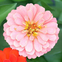 Zinnia- Exquisite Light Rose