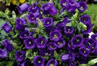 Champion Blue – Campanula Seed