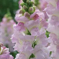 Legend Light Pink – Snapdragon Seed