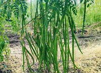 Drumsticks, Moringa Oleifera Vegetable Seeds