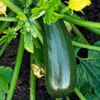 Zucchini- Black Beauty