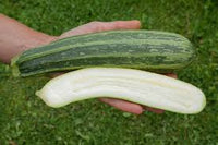 Zucchini- Cocozelle