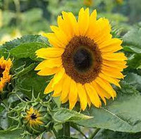 Full Sun Improved – Sunflower Seed