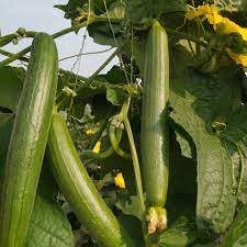 Sponge Gourd Jaipur Long Vegetable Seeds