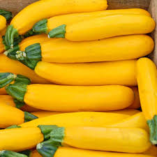 Zucchini- Golden