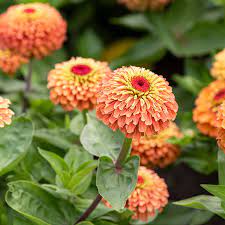 Zinnia- Queeny Lime with Orange