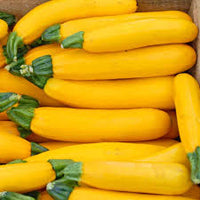 Zucchini- Golden Arch Crookneck